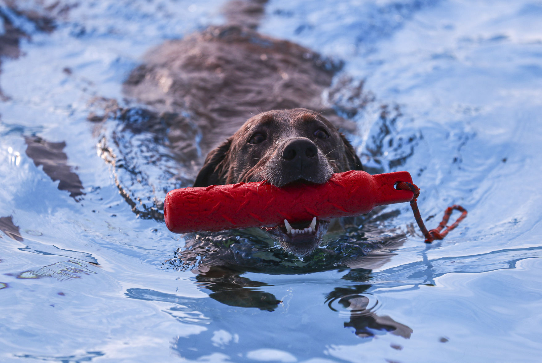 Doggie Dip 6